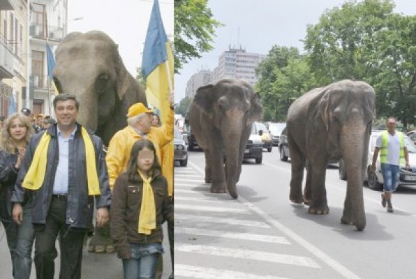 Elefanţii s-au plimbat pe bulevardul Lăpuşneanu